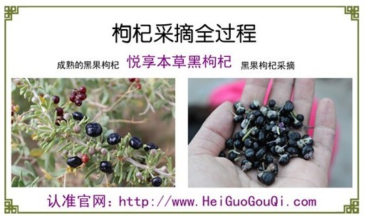野生黑枸杞和人工培植的黑枸杞药效作用是不是