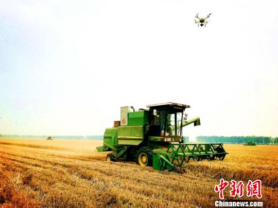 河南省黄泛区农场10万余亩小麦开镰收割