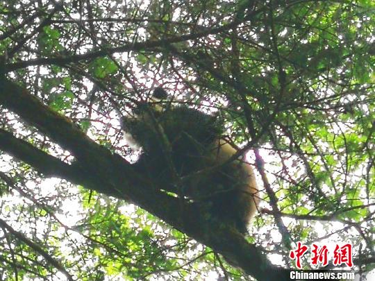 四川卧龙:科考队员遇顽皮野生熊猫宝宝爬树