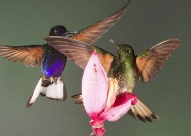 石家庄市民的第二张身份证社保卡近期将发放