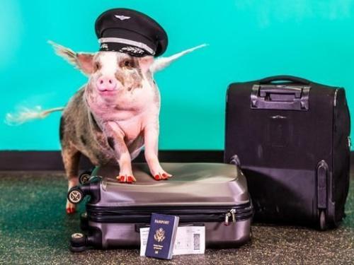 迷你猪为旅客舒压成机场人气最旺宠物明星（图）