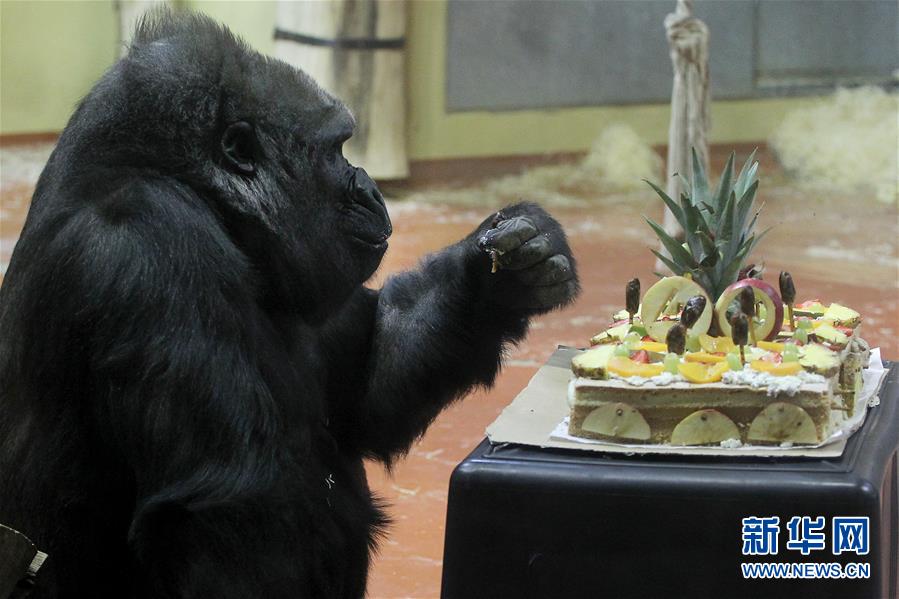 （国际）（2）布达佩斯动物园母猩猩利赛尔迎来40岁生日