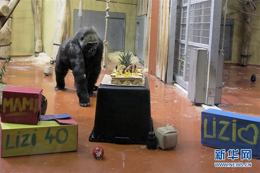 （國際）（1）布達佩斯動物園母猩猩利賽爾迎來40歲生日