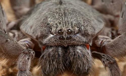 科学家在墨西哥发现新型巨型蜘蛛：有4对眼睛2根獠牙(图)_《参考消息》官方网站