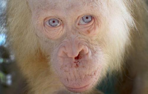 获救的白化红毛猩猩。