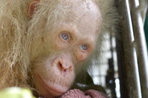 这只红毛猩猩长着一身金色的毛发，还有一双蓝眼睛。
