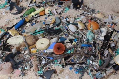 研究发现，岛上的垃圾以牙刷和打火机最多。