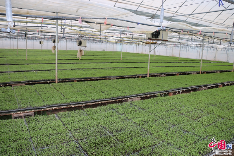 农金宝助力美人椒丰产种椒户增收