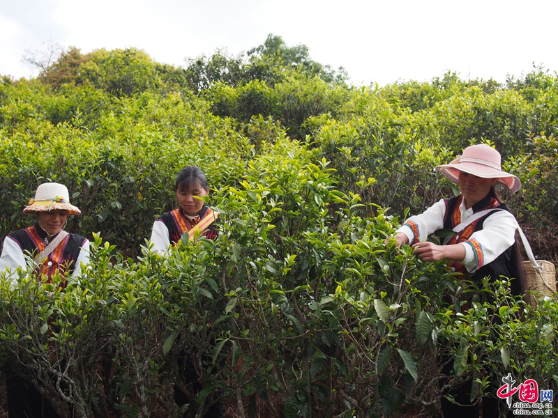 镇沅精准扶贫新模式 让农户鼓起钱袋子