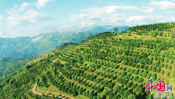 澳洲坚果树介绍 8670dc25-0fbe-46a8-8632-030e33f6227d.jpg