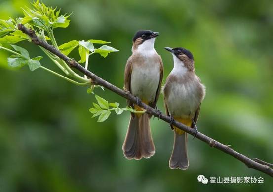 中国最美小鸟家园--霍山县高桥湾蓝喉蜂虎保