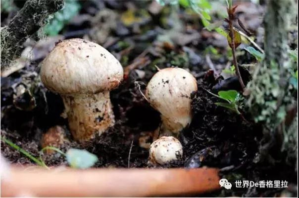 松茸图片 2a79d8ab-b710-4dc4-b497-378192043fdf.jpg