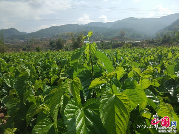 景东县花山镇各村人口_云南省景东县石垭口村