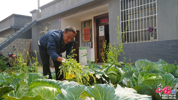 (碧安乡板粟地集管理委员会主任魏学华在自家庭院种菜)