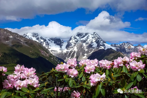 香格里拉人间四月芳菲尽雪域杜鹃始盛开