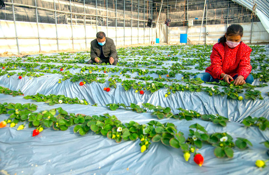 新疆洛浦县:大棚草莓甜蜜上市