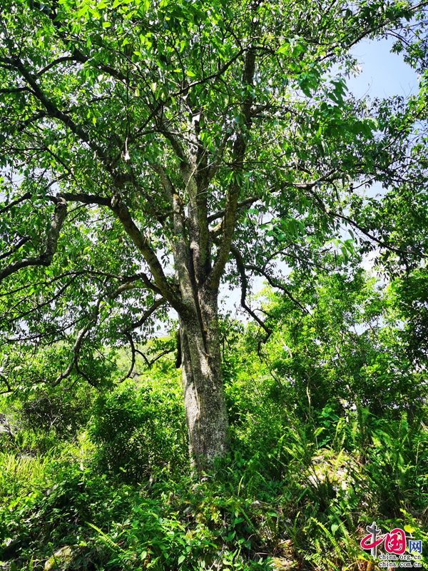 中华神经酸树(学名蒜头果):为全球生物多样性保护贡献