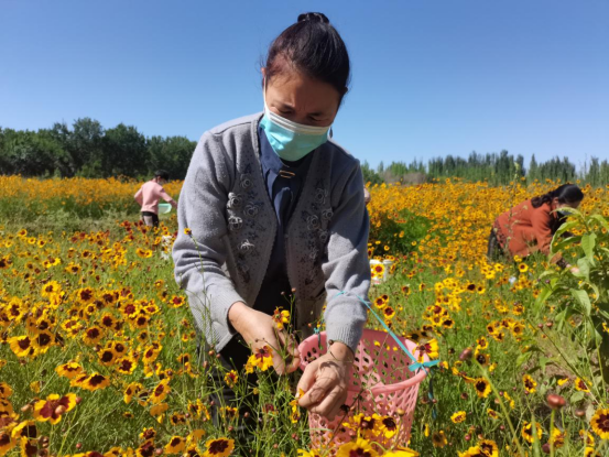 昆仑雪菊开出“致富花im电竞”(图2)