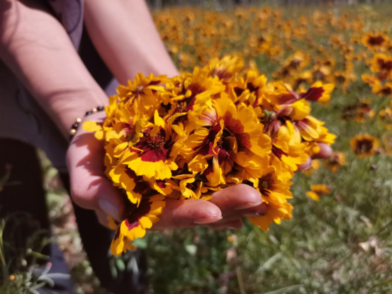 昆仑雪菊开出“致富花im电竞”(图5)