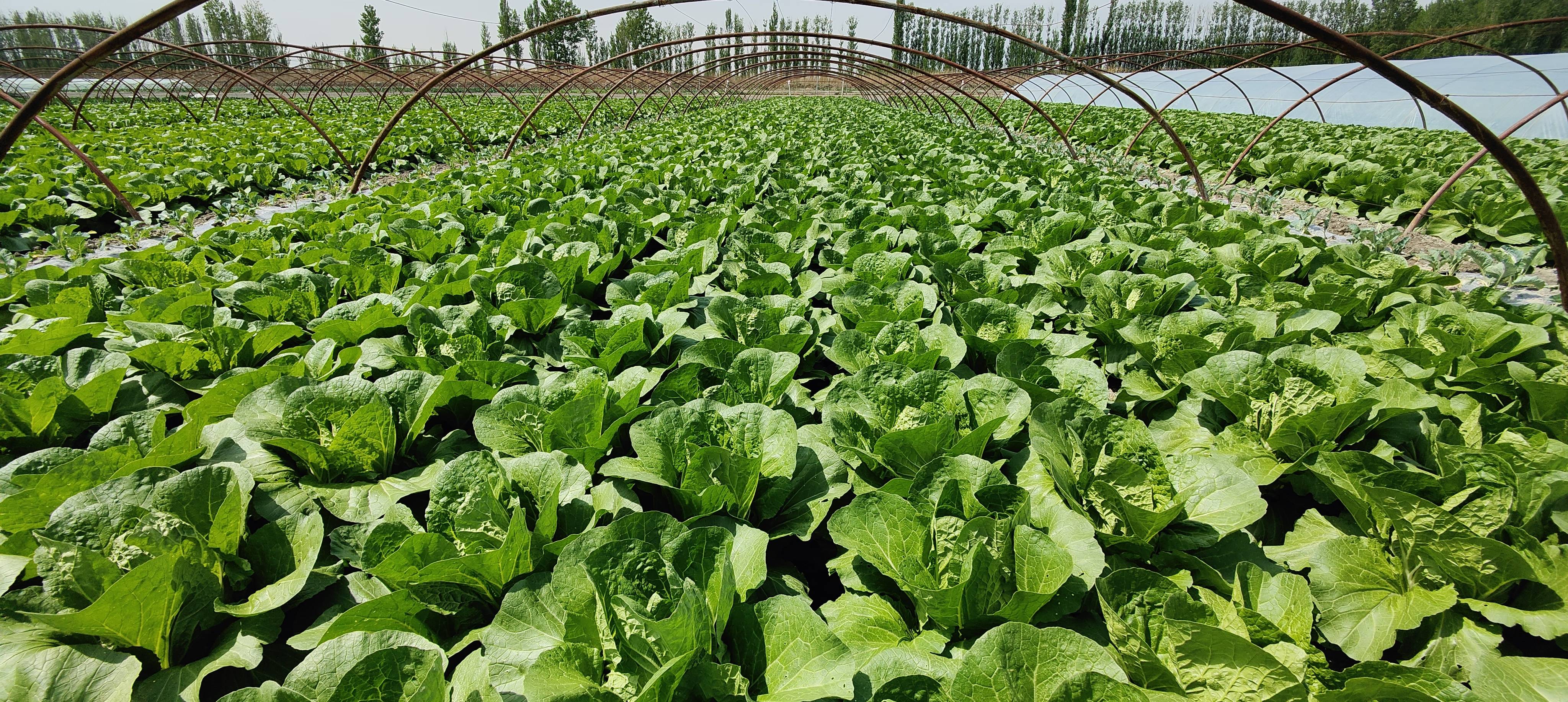 效益高"的小拱棚产业,全面实施"春茬,夏茬,秋茬"等无公害蔬菜种植业