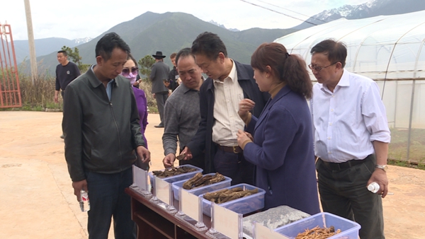 云南省人大常委会调研组到香格里拉市调研