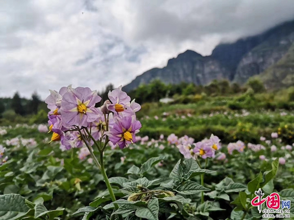 游云南正当时邂逅东川李子沟特色产业乡村旅游赋能乡村振兴