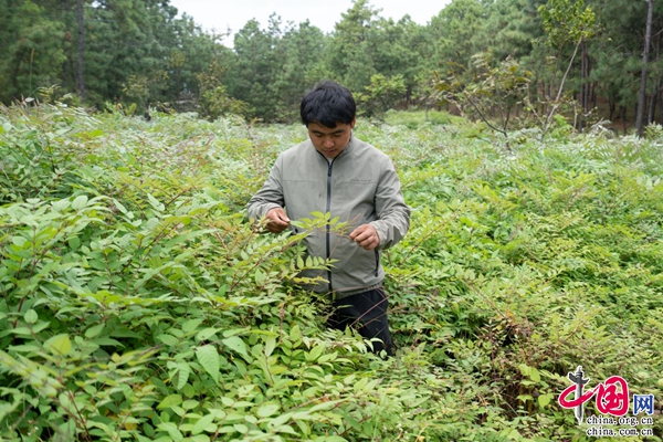 云南南华县林下刺头菜让青山变金山