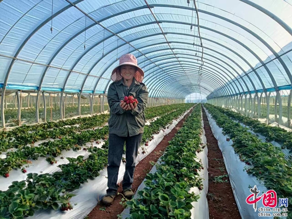 亚新体育红河州水果产量连续5年位居云南省第一(图1)