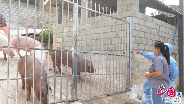 望谟税务：精准服务助力饲养企业焕新机