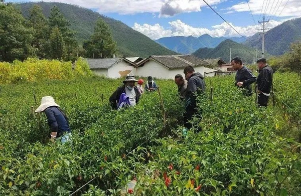 雷火电竞云南香格里拉市加快农业科技推广与创新(图3)