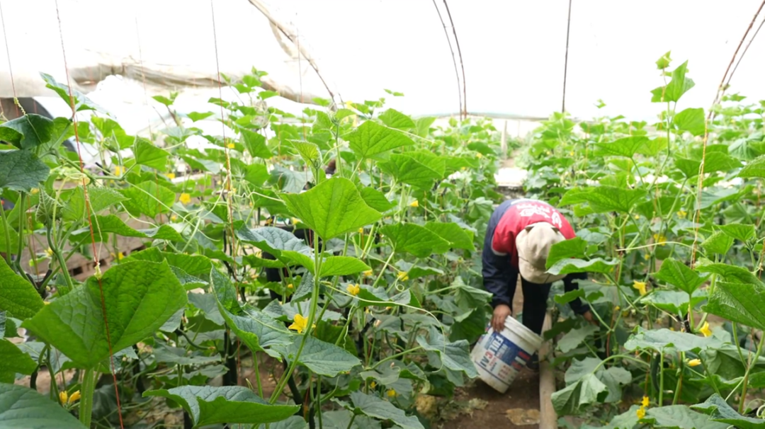 拜城：大棚黄瓜抢鲜上市 “蔬”写夏日好丰景中国网 6994