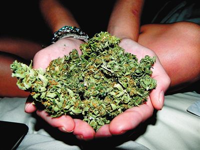 网友提出'将大麻合法化' 专家:必须严格管制
