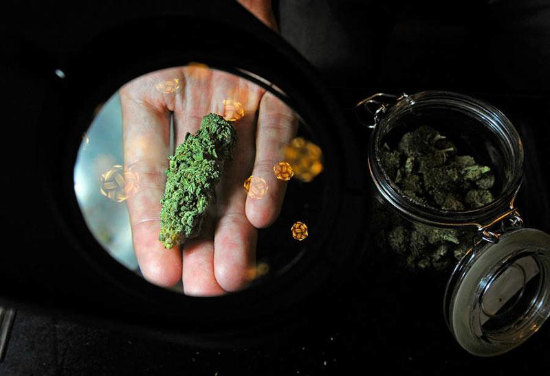 关于大麻的22件事 