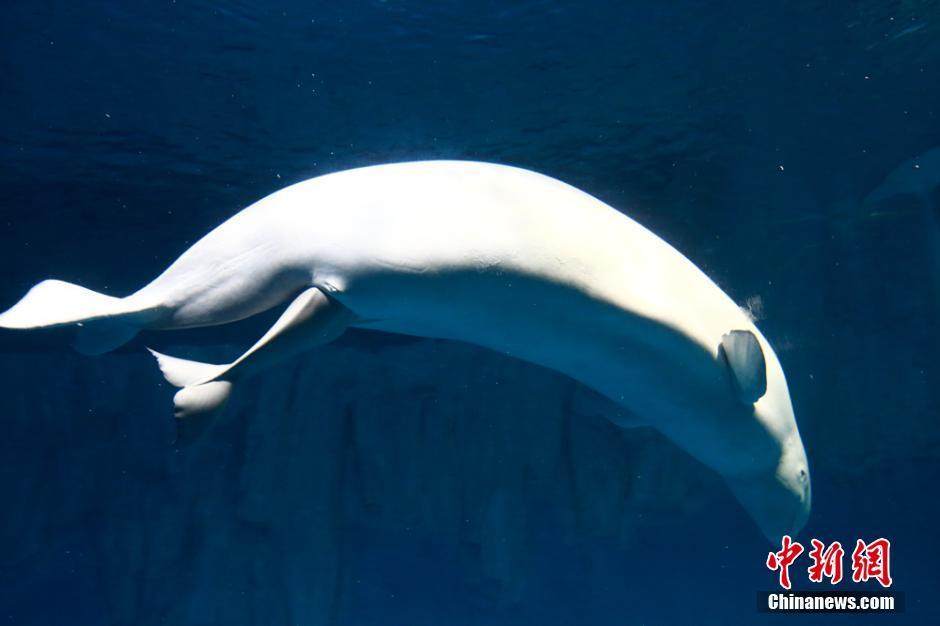 实拍白鲸妈妈产子过程