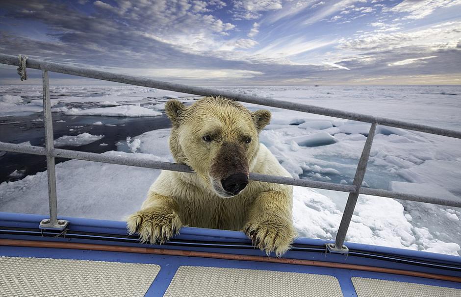 摄影师拍到北极熊分食海象 满身血迹欲登船