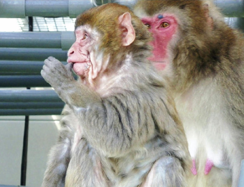 日本一猴子未老先衰仅8个月大便满脸皱纹（图）