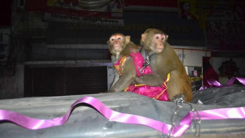 印度男子为猴子举行盛大婚礼 200村民来庆祝[组图]