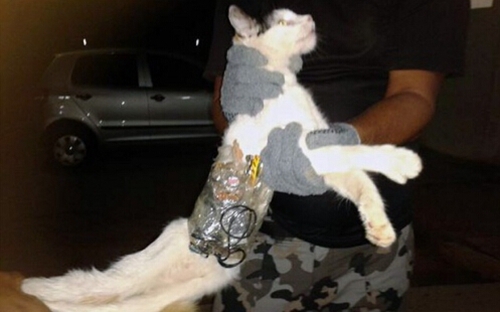 俄罗斯猫咪驮两部手机潜入监狱送主人被抓获