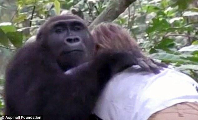 英国女子与大猩猩分别12年后重逢 深情相拥