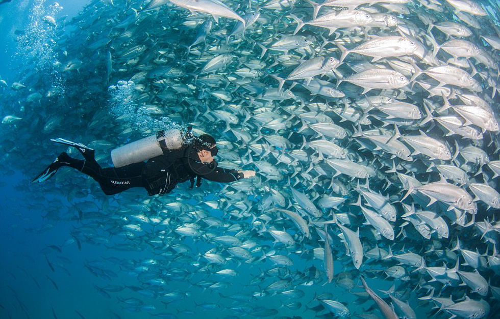 澳夫妇潜水遇鱼群“包围” 镜头记录震撼景象