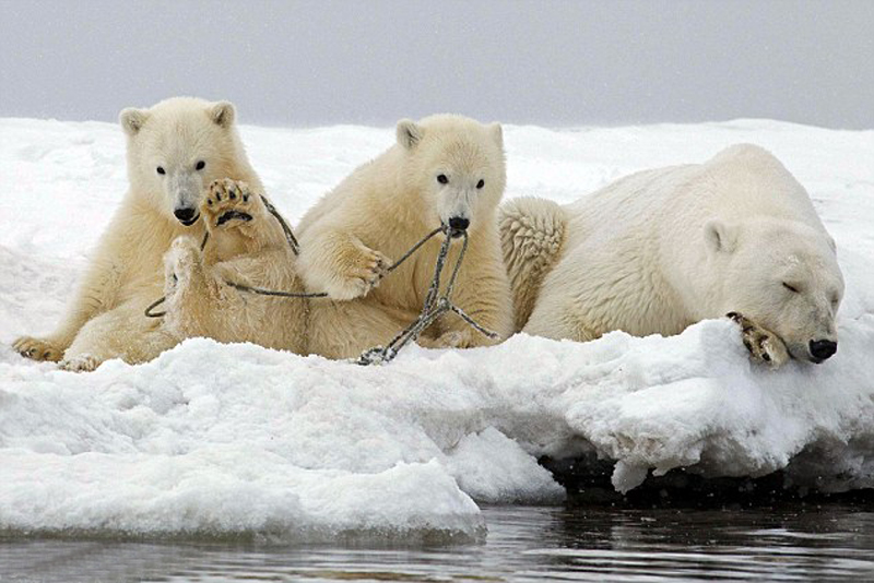 北极熊宝宝贪玩被绳子缠住