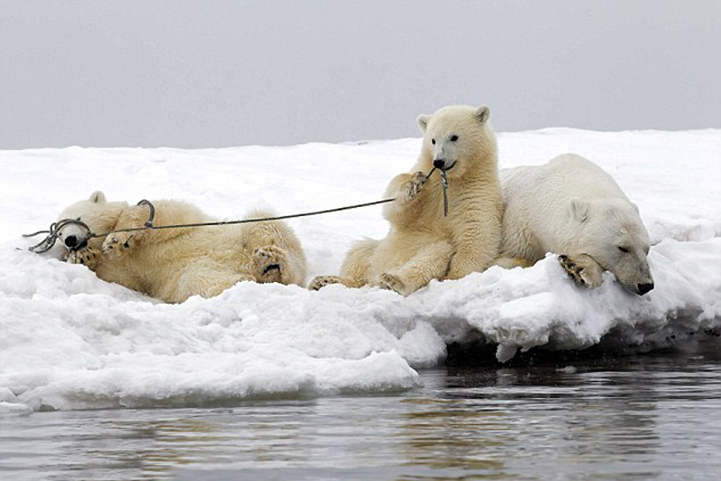 北极熊宝宝贪玩被绳子缠住