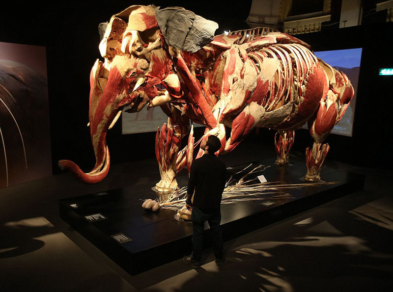 爱尔兰动物解剖展 清晰呈现骨骼构造