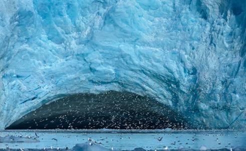 挪威冰川崩塌瞬间万鸟飞出笼罩天空