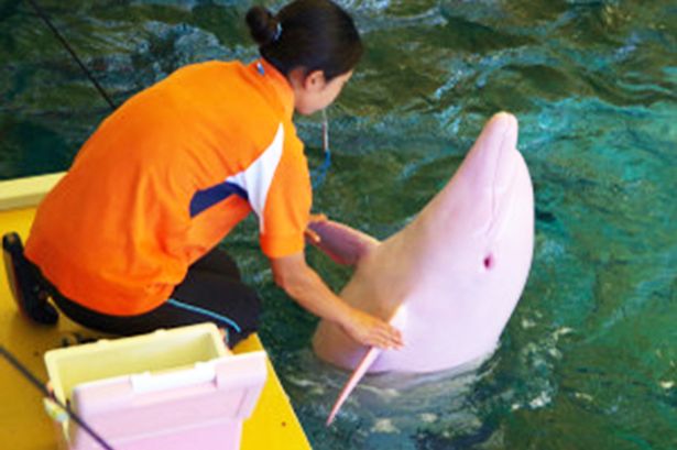 日本一水族馆白色海豚激动时通身变粉色_ 联盟中国 _ 中国网