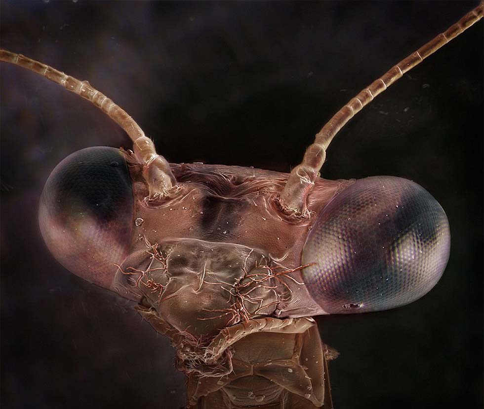 微观摄影揭露常见昆虫惊人异形面孔