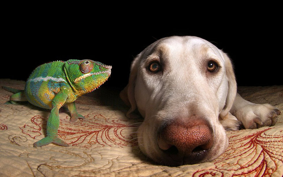 跨物种友谊:宠物狗与变色龙同吃同住其乐融融