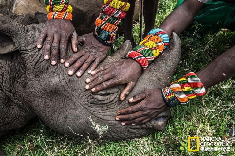 绝迹25年后黑犀牛重返肯尼亚家园