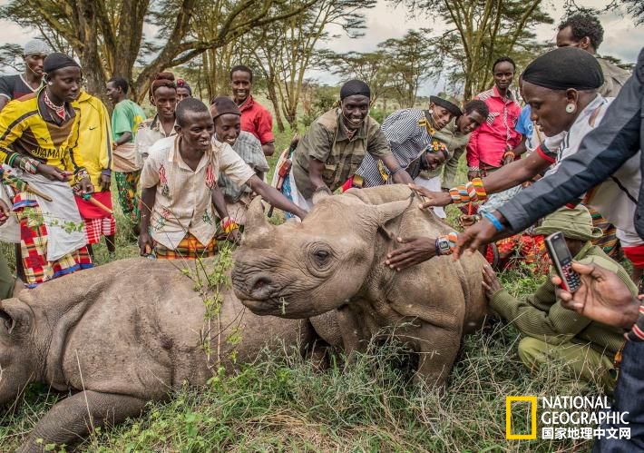 绝迹25年后黑犀牛重返肯尼亚家园
