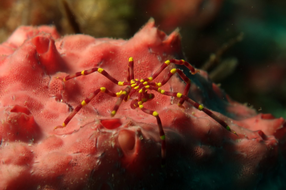 神秘而奇特的海蜘蛛:生殖器长在腿上